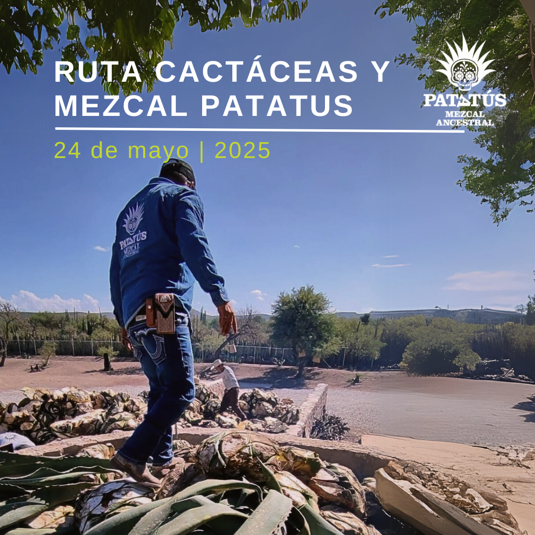 Paisaje desértico con cactus gigantes y un grupo degustando mezcal artesanal en una hacienda.